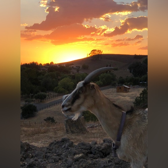 Hi! Thank you for visiting Shadowspond 😊😊😊 - Picture 5 of 16